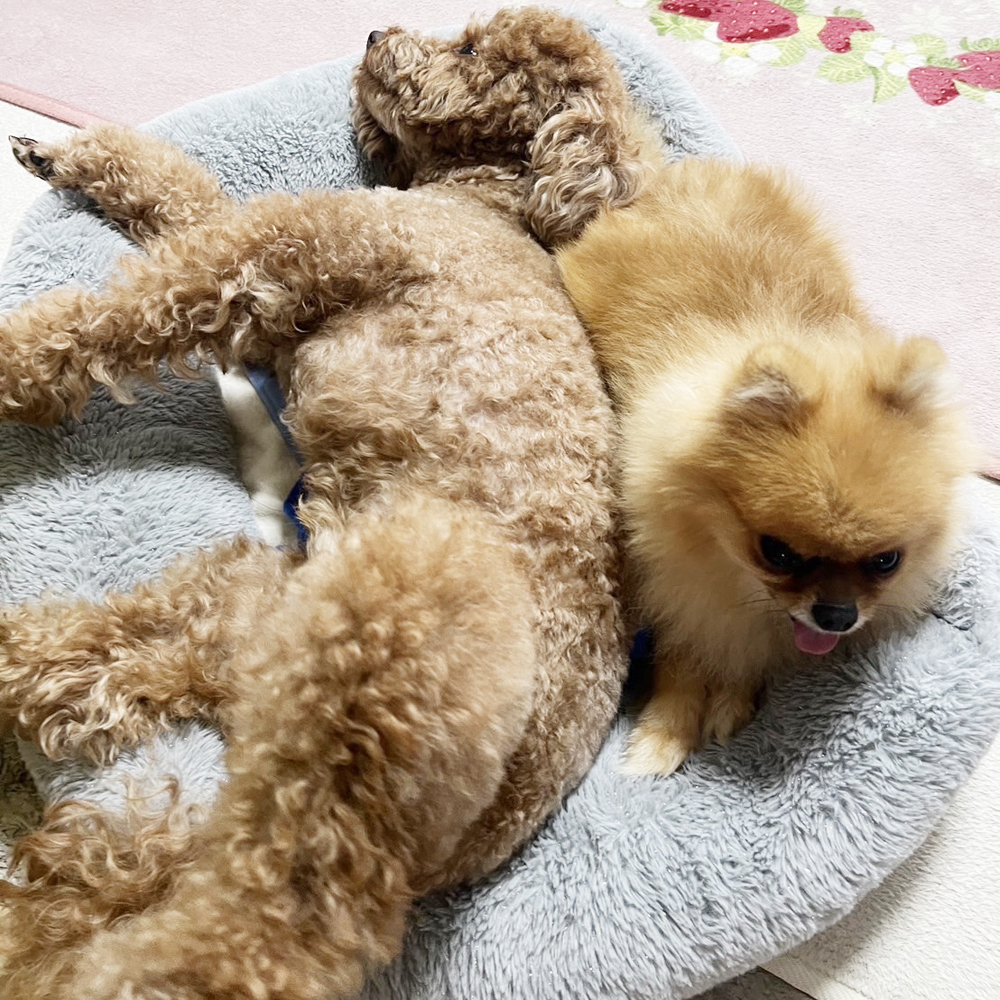 卒業犬ミアちゃんの近況♪